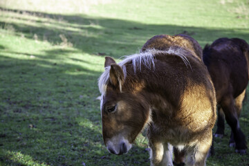 Fototapeta premium Wild horse field