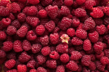 Ripe raspberries close-up macro photography, selective focus, fruit background