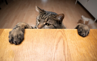 greedy curious tabby cat rearing up leaning paws on wodden table with copy space