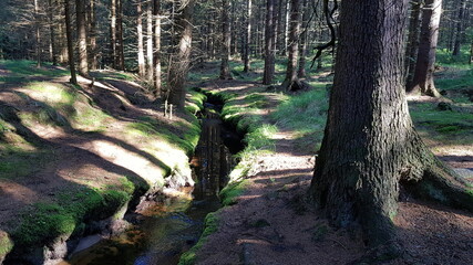 a path in the woods