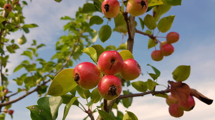 apples on tree