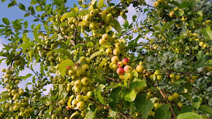 apples on tree