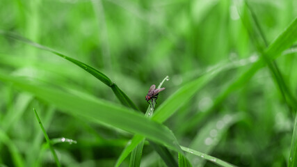 Fly on the grass