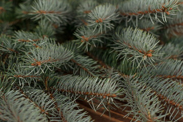 Naklejka na ściany i meble Close-up of green fir winter tree branches.