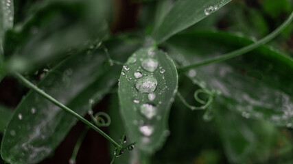 Dew on the plant