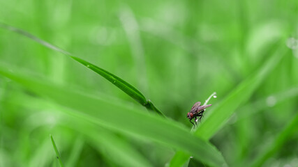 Fly on the grass