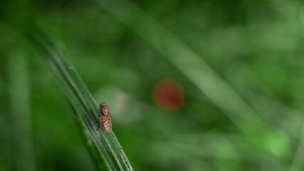 Fly on the grass