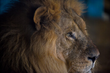 Close up profile view of a male lion