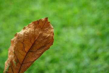 leaf on the ground with grass at the background