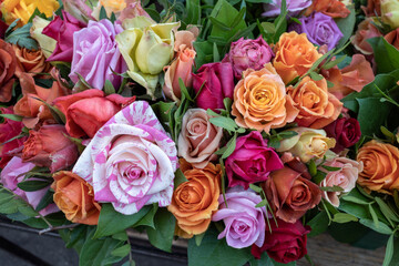 Close up view of various colorful red, yellow, white and pink blooming roses backdrop at florist. Vivid pastel flower in bloom. Blossom roses for Valentine day.