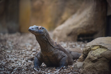 Komodo dragon in a zoo looking towards the camera