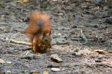 Squirrel eating walnut, wild squirrel in forest found food, selective focus