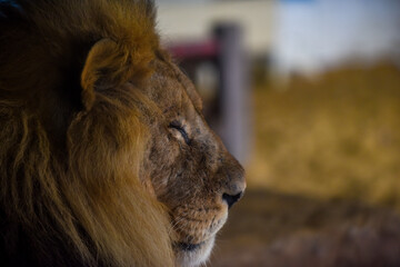 Lion face close up whilst sleeping or resting