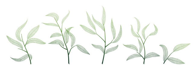 Willow leaves  on white. Leaf veins.  Vector illustration. EPS 10.