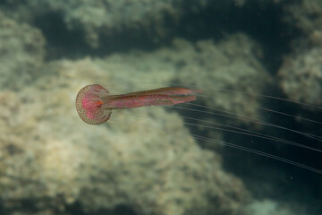 Mauve stinger jellyfish - Pelagia noctiluca