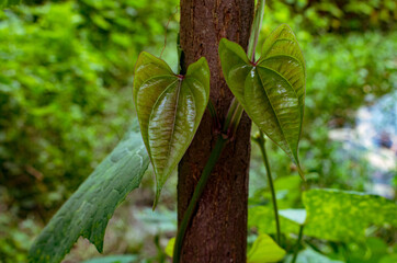 Natural Tree Potato leaves growing on the tree. Colored potato leaves are wrapped around the tree.