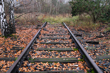 The end of an overgrown and defunct railway line in a birch grove in autumn covered with fallen...
