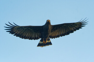 Common Black Hawk - Buteogallus anthracinus  a big dark bird of prey in the family Accipitridae,...