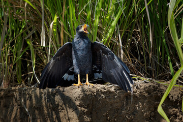 Common Black Hawk - Buteogallus anthracinus  a big dark bird of prey in the family Accipitridae, formerly Cuban black-hawk (Buteogallus gundlachii) as a subspecies, sitting on the tree and flying