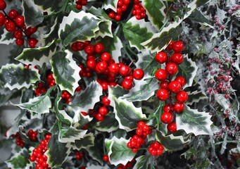 holly and berries. Christmas decorations 