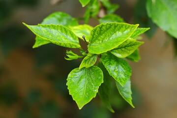 Rain drops on green leaf nature background.