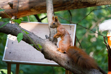 Squirrel eating walnut, wild squirrel in forest found food, selective focus