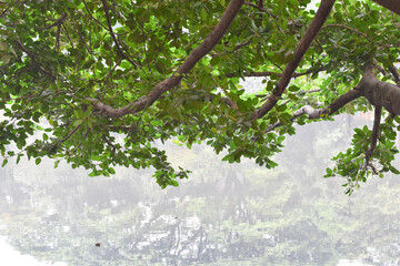 beautiful green leaves tree and shadow