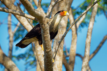 Northern Crested Caracara - Caracara cheriway  bird of prey in the family Falconidae, formerly considered conspecific with the southern caracara (plancus) and the extinct Guadalupe caracara (lutosa)