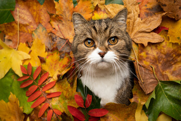 tabby white british shorthair cat  sticking head through colorful autum leaves with copy space...
