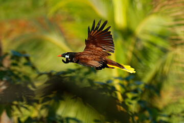 Flying tropical bird Montezuma Oropendola - Psarocolius montezuma  New World tropical icterid bird, Caribbean coastal lowlands, Mexico, Panama, Nicaragua, Honduras, Costa Rica