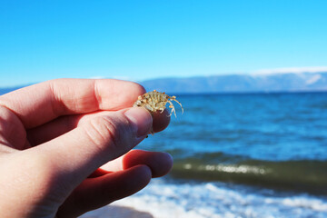 Underwater inhabitants of Lake Baikal. Live shrimp in female fingers. Winter fishing for sea creatures