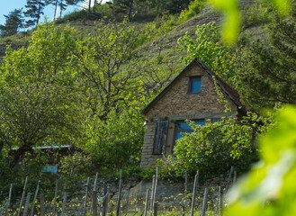 A cute and small house at summer in jena at a vineyard