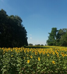 field of sunflowers
