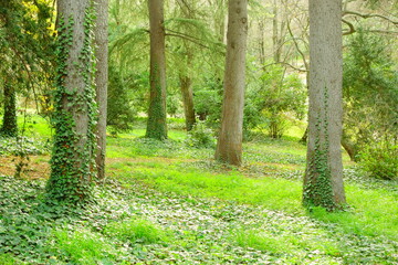 footpath in the woods full of plants and grass, 