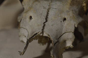skull close up