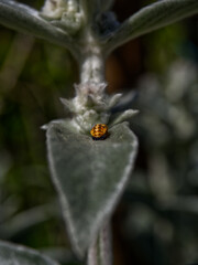 A flower closeup with a beetle at summer in jena
