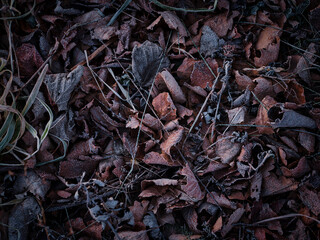 霜がついた落ち葉