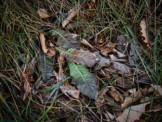 霜がついた落ち葉