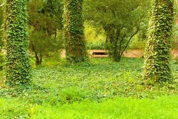 grass in the park, trees with climbing plants, deep forest, green, nature, 