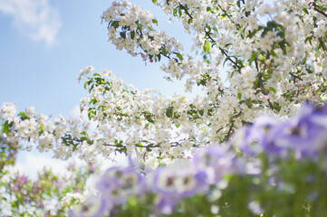 Apple tree and pansies blooming in the garden in spring, sunny day, picturesque clouds, various tones.