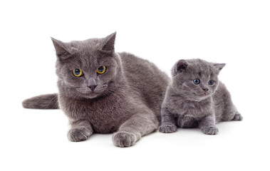 Obraz premium Cat and kitten.