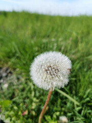 A blowball picture with bokeh