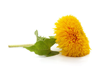 Sunflower flower with leaves.