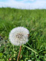 Esacpe from corona and see a flowball on a walk