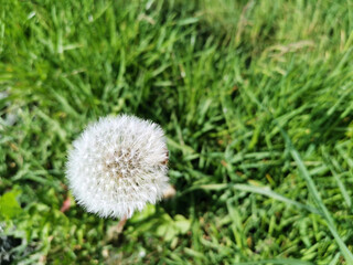 Blowball in the grass with a view from the top in the nature