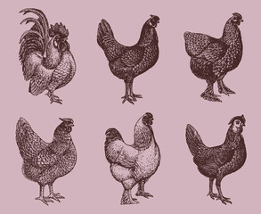 Group of hens and cocks of different chicken breeds isolated on a pale pink background, after an antique illustration from the early 20th century
