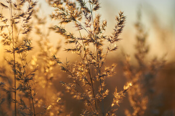 Picturesque grasses in the setting sun in sepia and brown tones