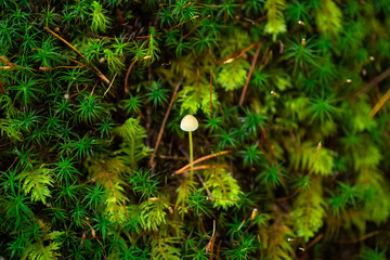 Small white mushroom growing from moss