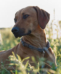 With a beautiful rhodesian ridgeback a nice time at sunset in jena