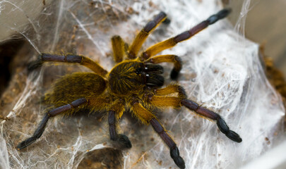 the tarantula harpactira pulchripes from africa next to its spider web
